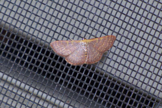 صورة Leptostales crossii (Hulst 1900)