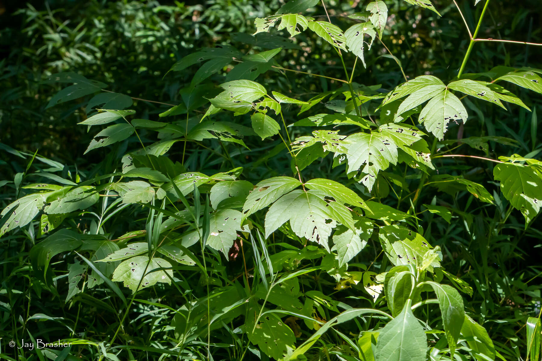 Image of boxelder