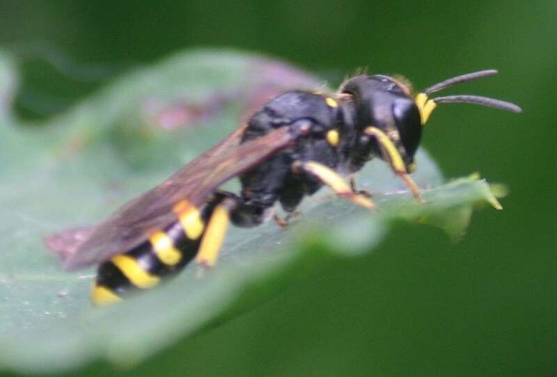 Ectemnius cephalotes (Olivier 1792)的圖片