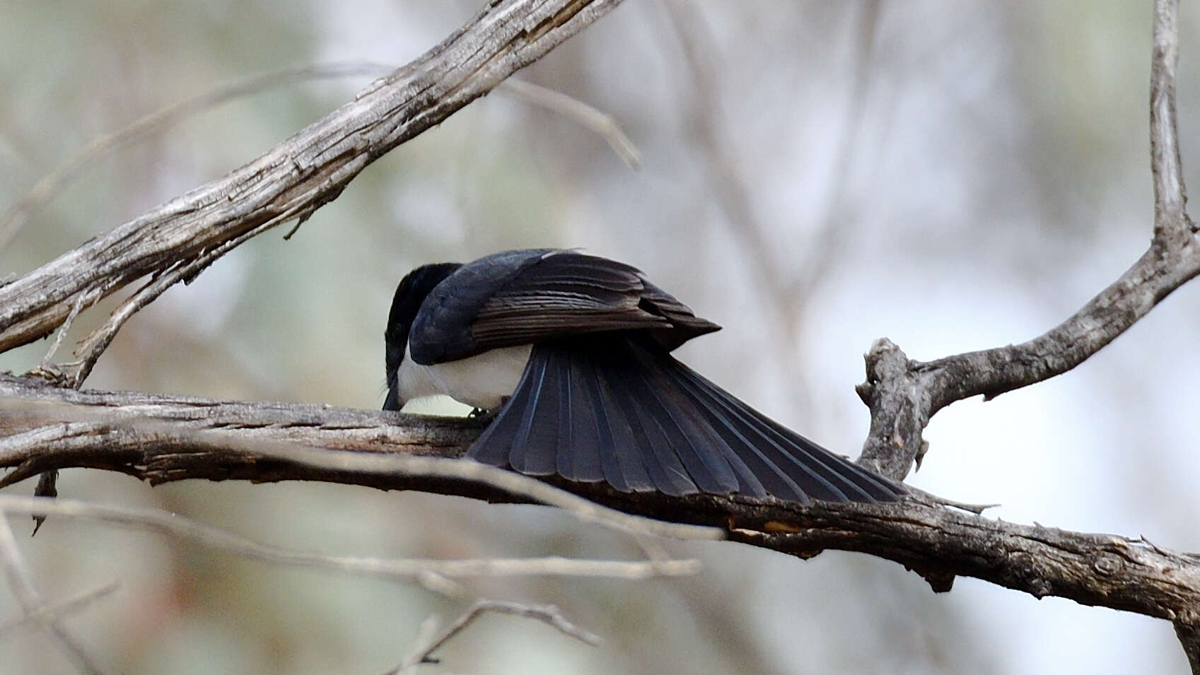 Image of Restless Flycatcher