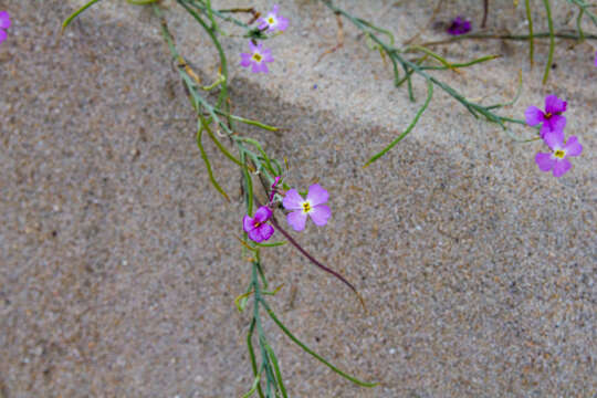 Image of Malcolmia littorea (L.) W. T. Aiton