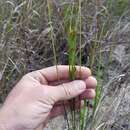 Image of Southern Beak Sedge