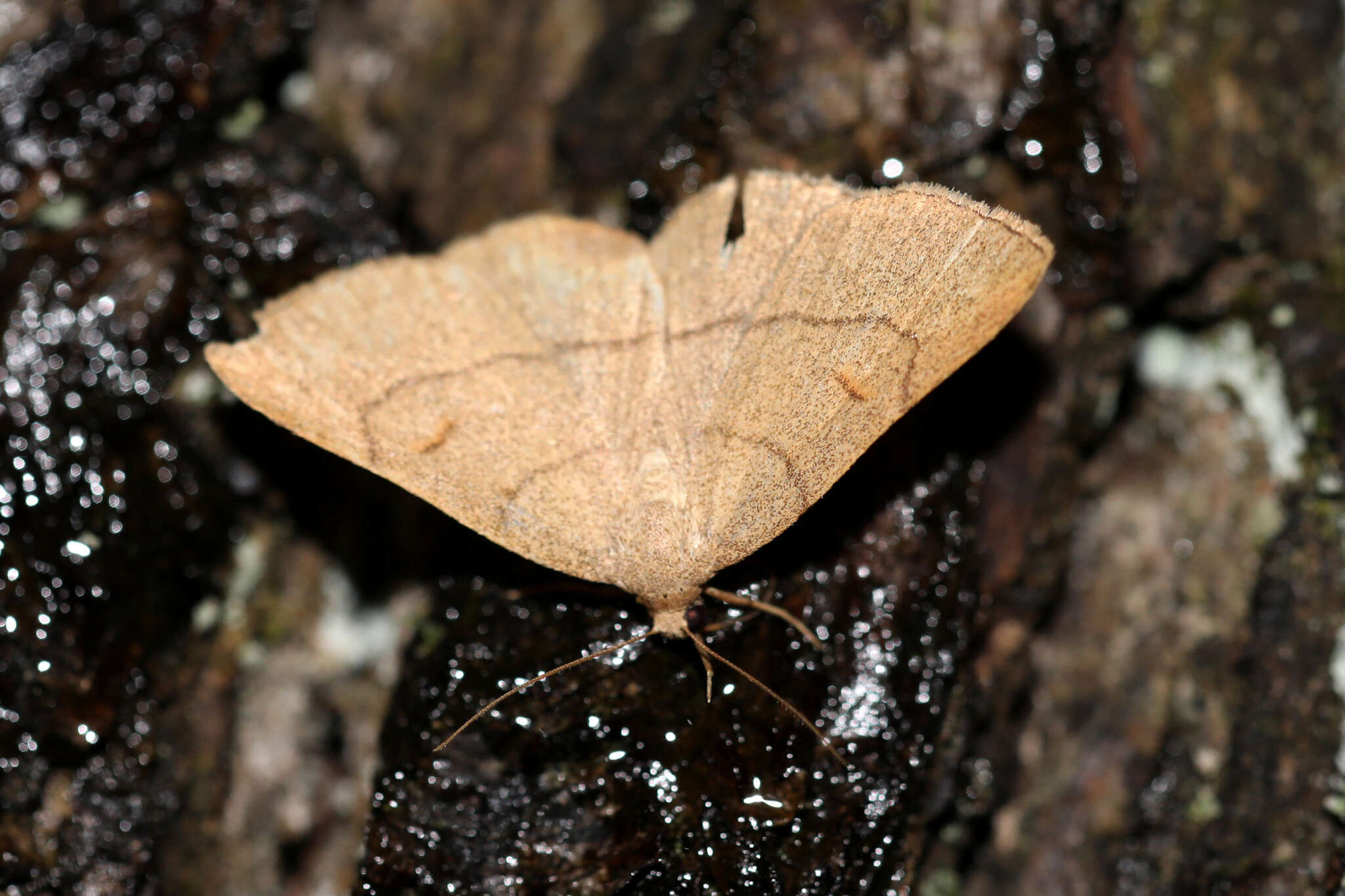 Image of clay fan-foot