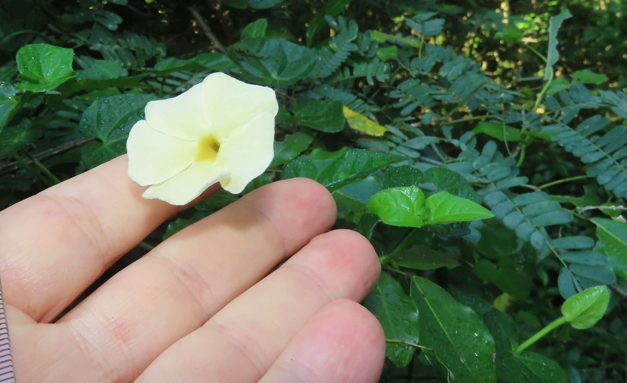 Image of Thunbergia dregeana Nees