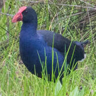 Image of Australasian Swamphen