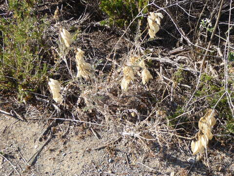 Image of Santa Barbara milkvetch