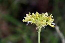 Imagem de Drimia sphaerocephala Baker