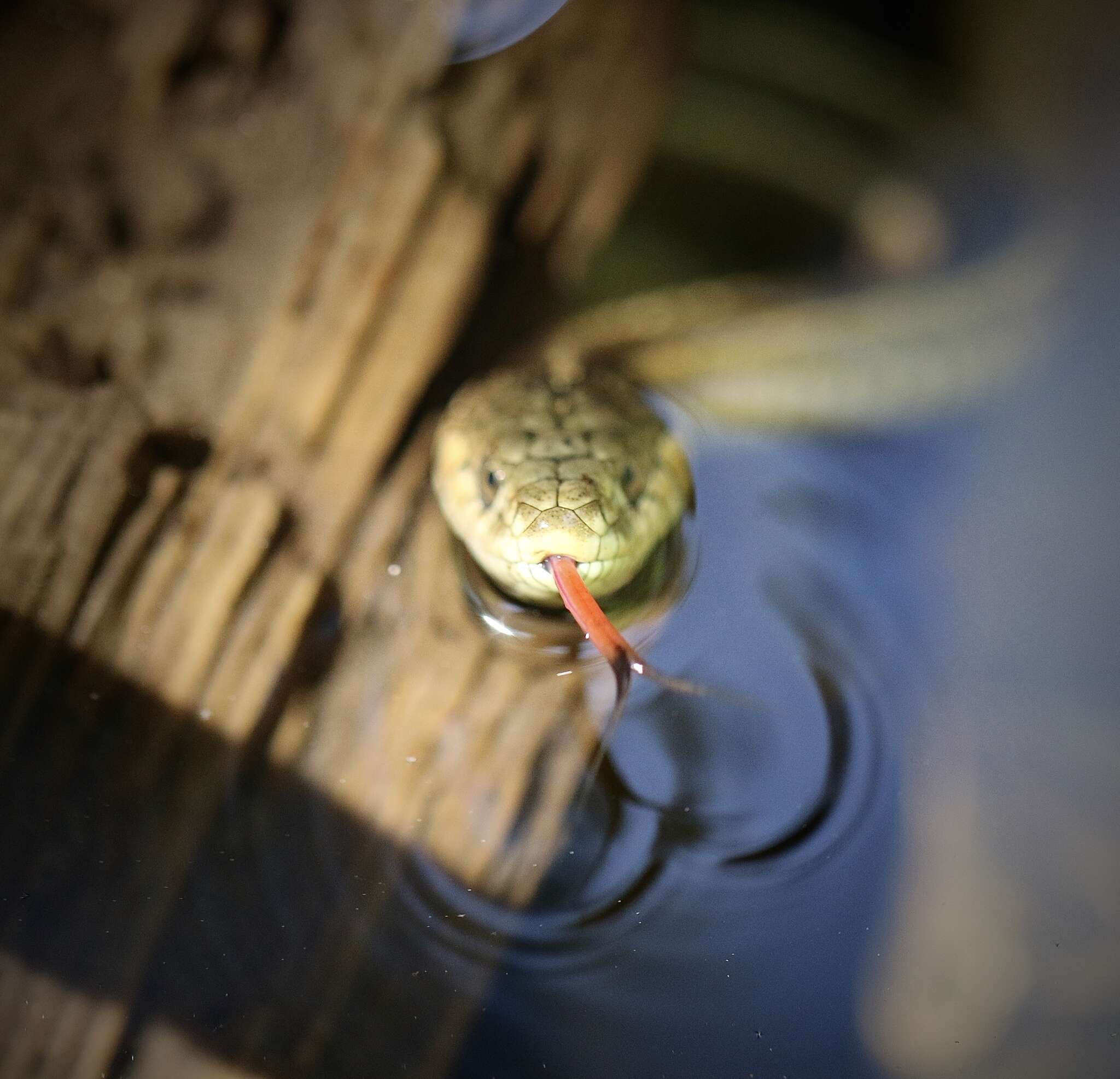 Image of Thamnophis atratus hydrophilus Fitch 1936