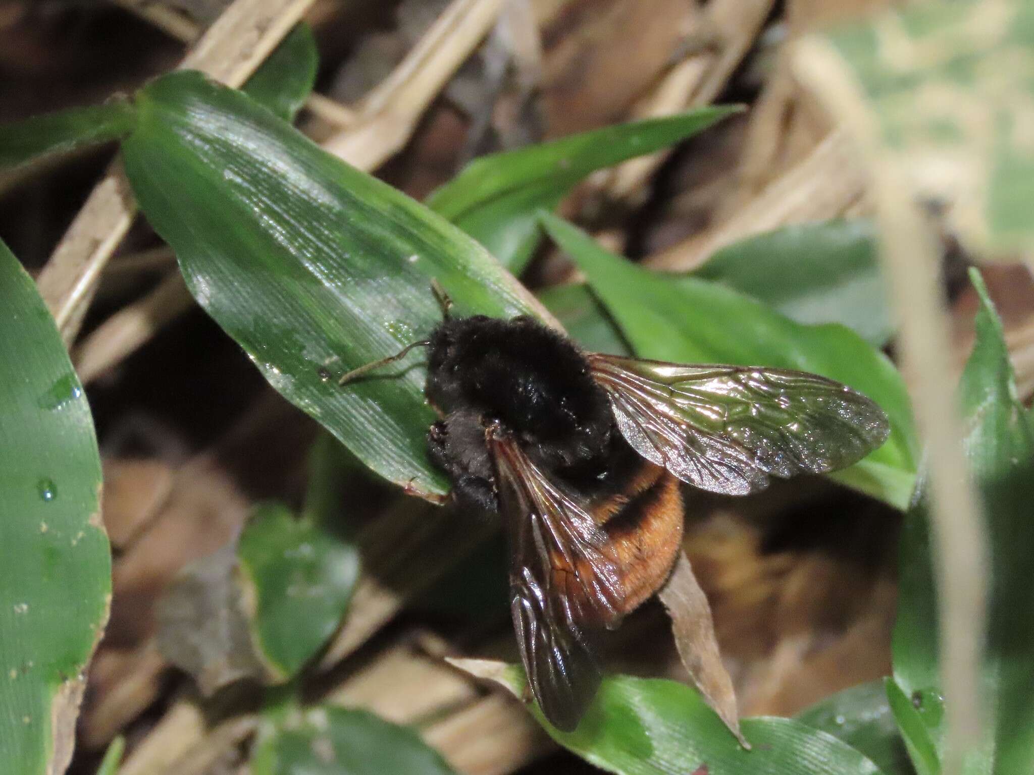 Image of Bombus bicoloratus Smith 1879