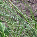 Image of Stipa dasyphylla (Lindem.) Czern. ex Trautv.