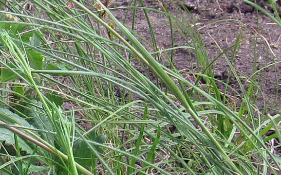 Image of Stipa dasyphylla (Lindem.) Czern. ex Trautv.