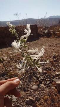 Imagem de Schizanthus integrifolius Phil.