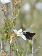 Image of Thorybes pylades albosuffusa H. Freeman 1943