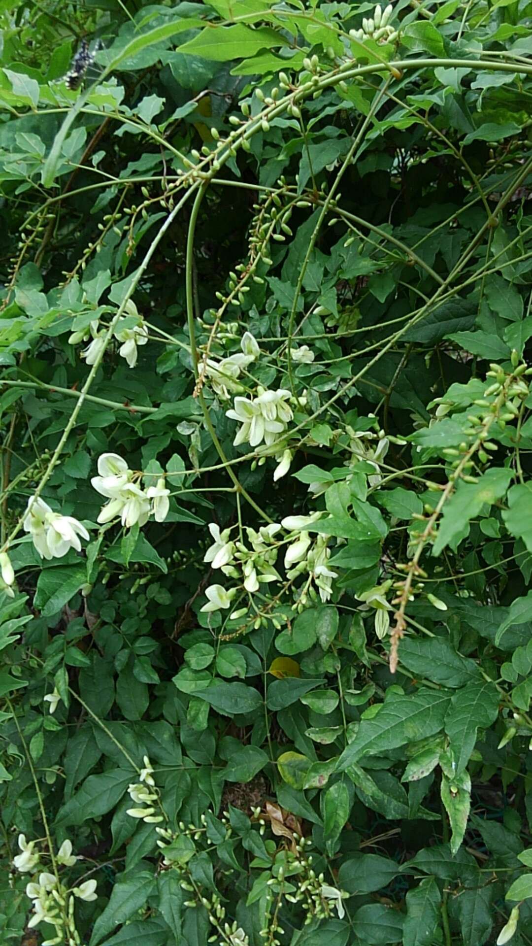 Imagem de Wisteriopsis japonica