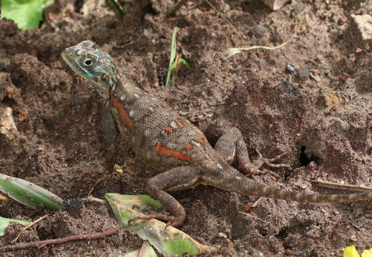 Image of Kenya Rock Agama