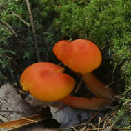 Image of Hygrocybe squamulosa (Ellis & Everh.) Arnolds 1995