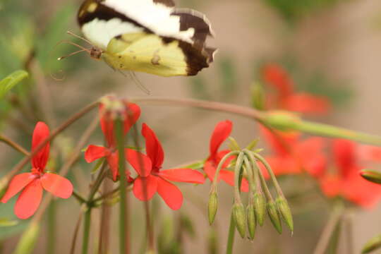 Image of Pelargonium tongaense P. Vorster