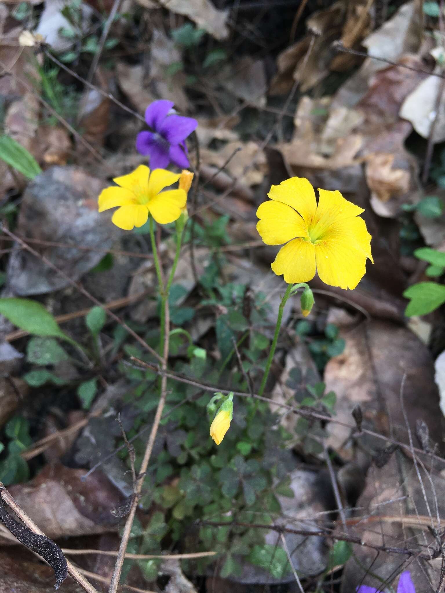 Sivun Oxalis priceae subsp. texana (Small) Eiten kuva