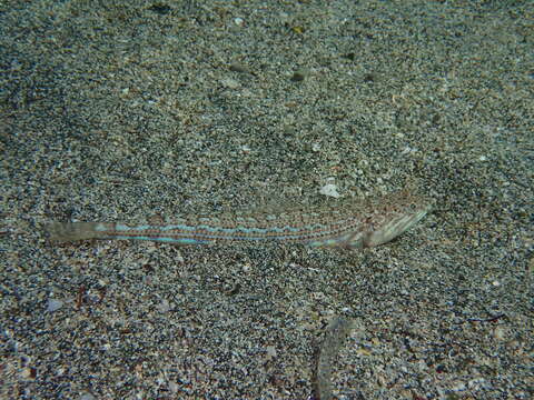 Image of Atlantic Lizardfish