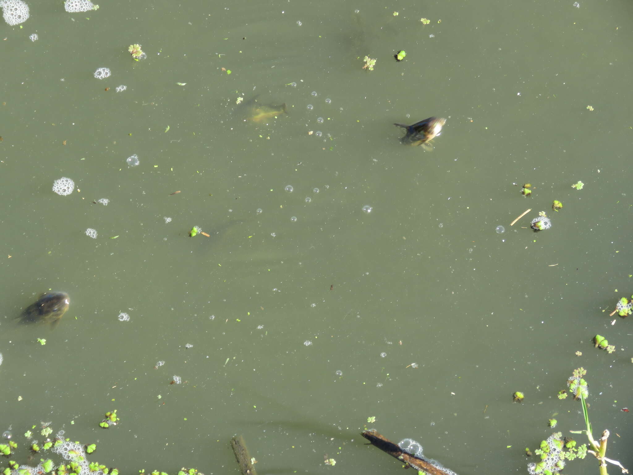 Image of peppered corydoras