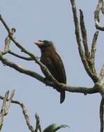 Image of Bristle-nosed Barbet