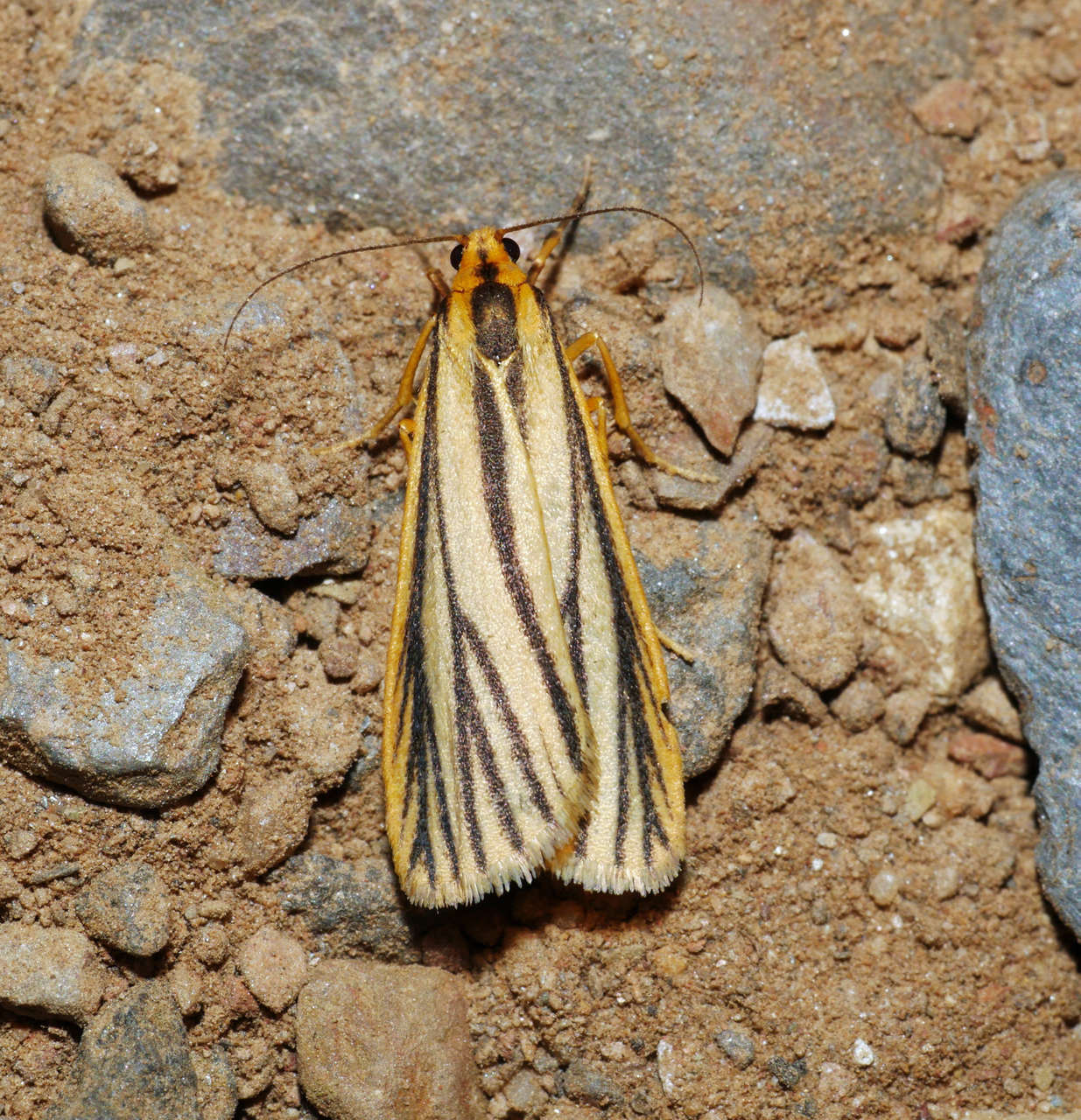 صورة Phaeophlebosia Hampson 1900