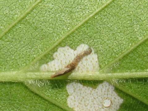 Image of alder bud moth