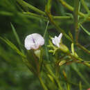 Image of Psoralea glaucina Harv.