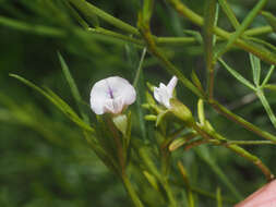 Image of Psoralea glaucina Harv.