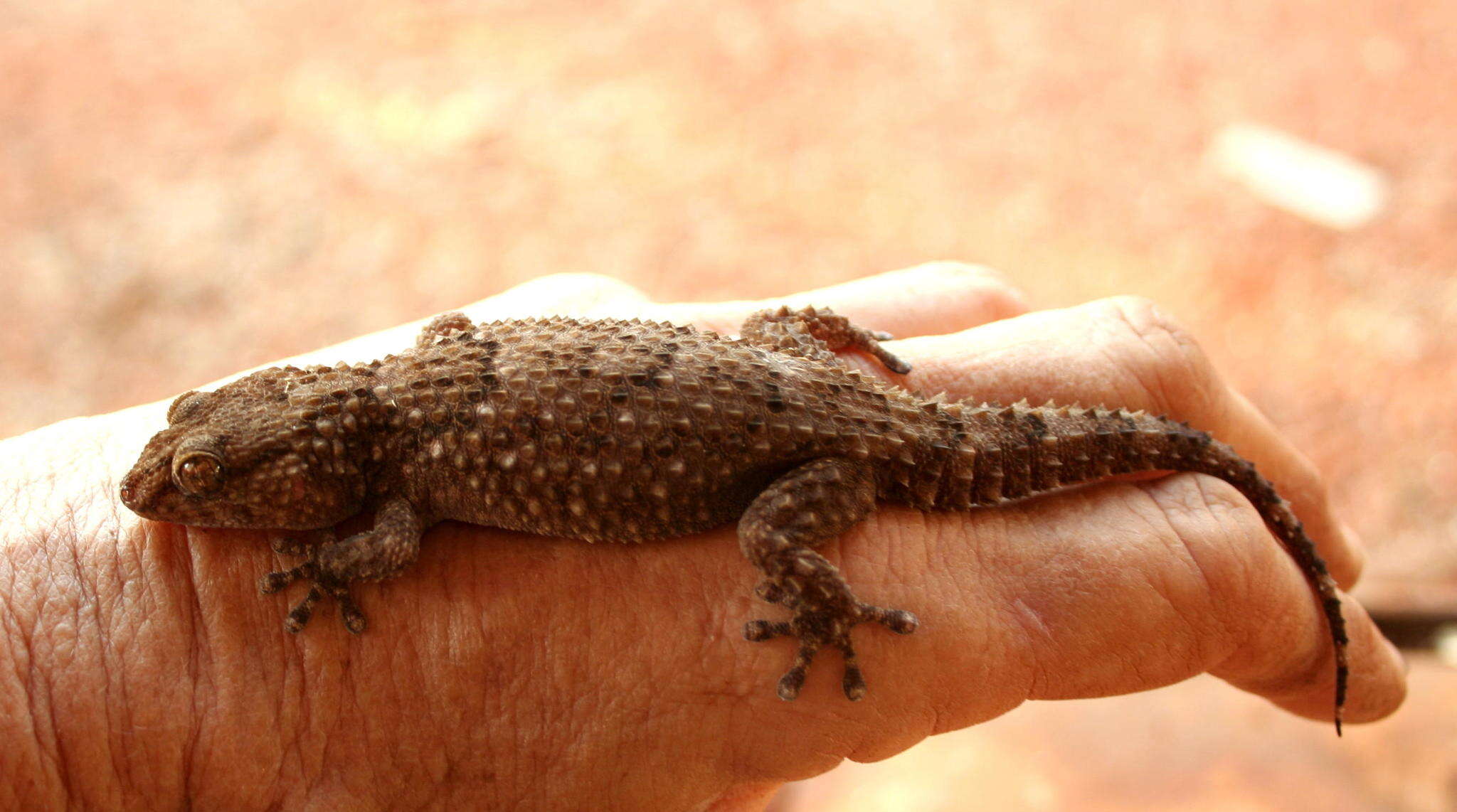 Image of Turner's thick-toed gecko