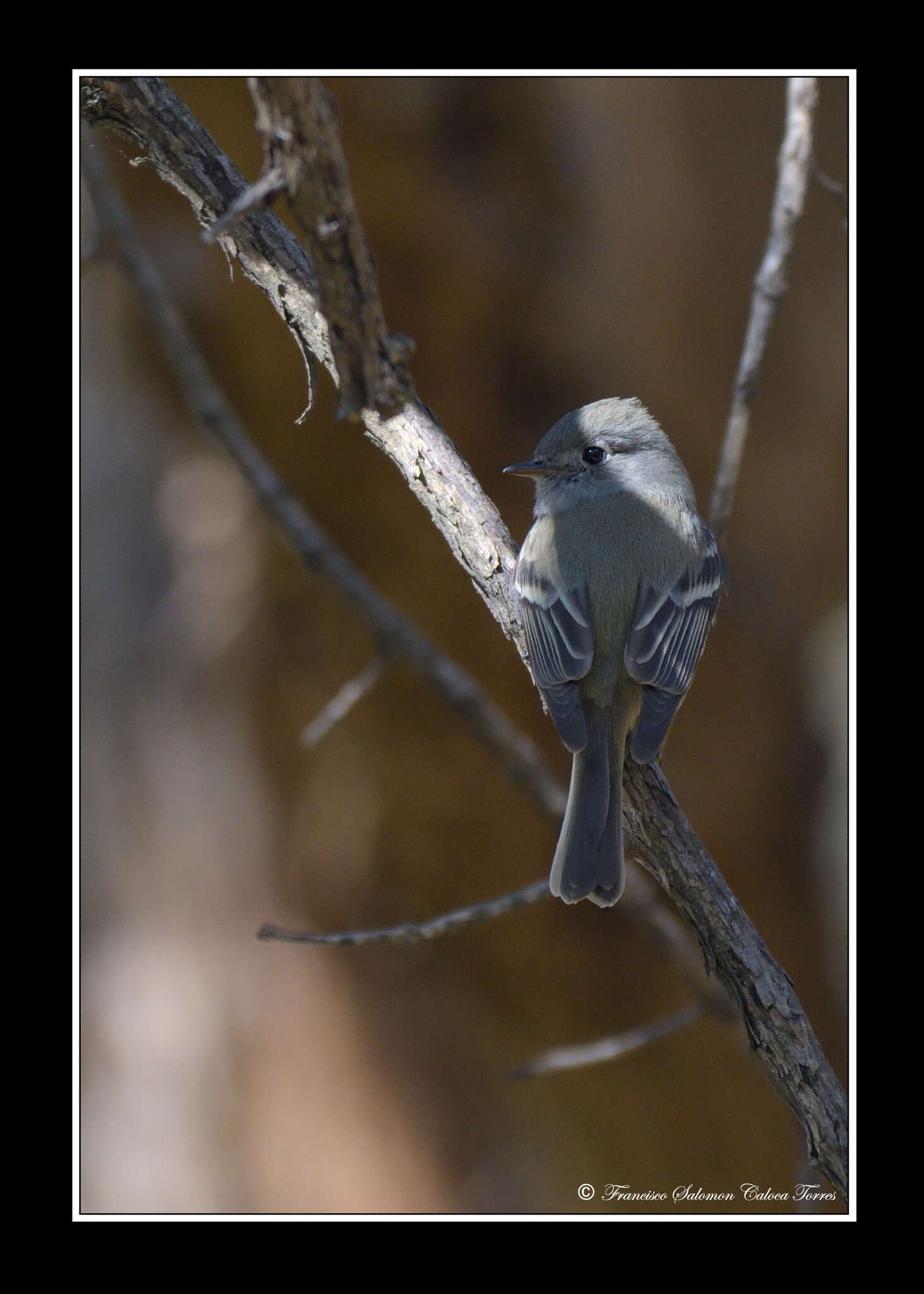 Empidonax hammondii (Xántus 1858)的圖片