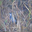 Image of Ash-throated Crake