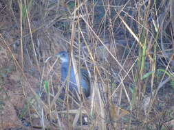 Image of Ash-throated Crake