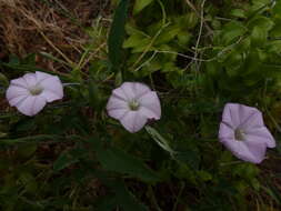 Image of Convolvulus remotus R. Br.