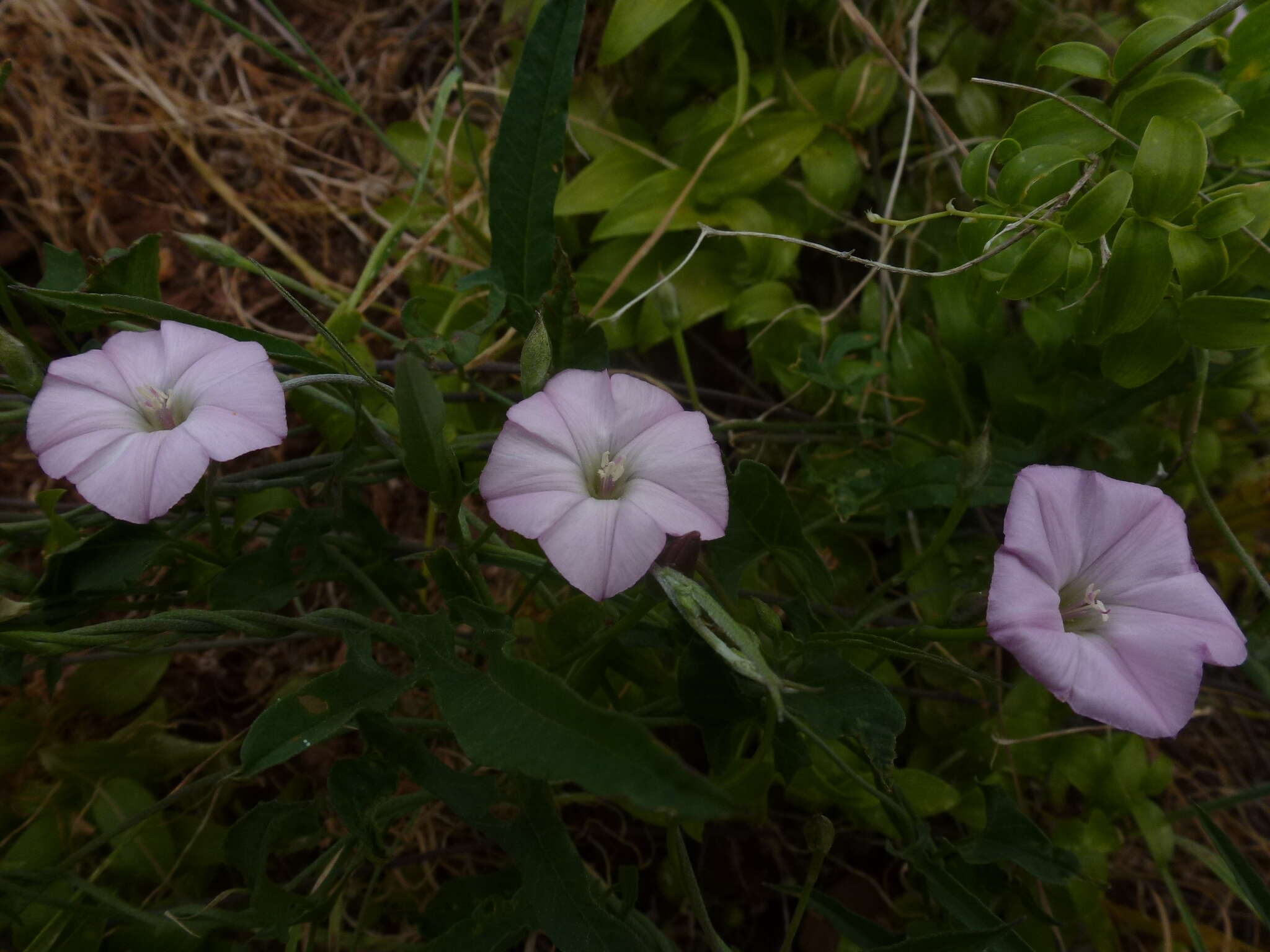 Image de Convolvulus remotus R. Br.