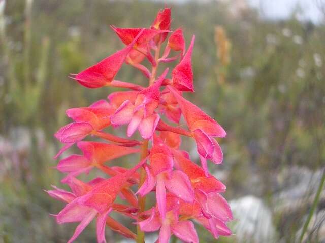 Image de Disa ferruginea Sw.