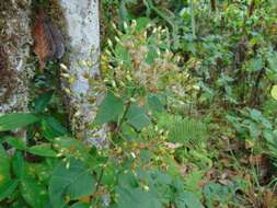 Schistocarpha eupatorioides (Fenzl) O. Kuntze resmi