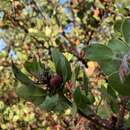 Plancia ëd Arctostaphylos manzanita subsp. manzanita