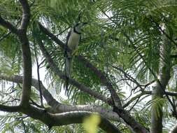 Image of Magpie-jay