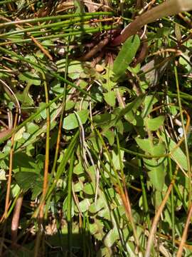 Image of Taraxacum zealandicum Dahlst.