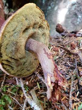 Image of Aureoboletus mirabilis (Murrill) Halling 2015