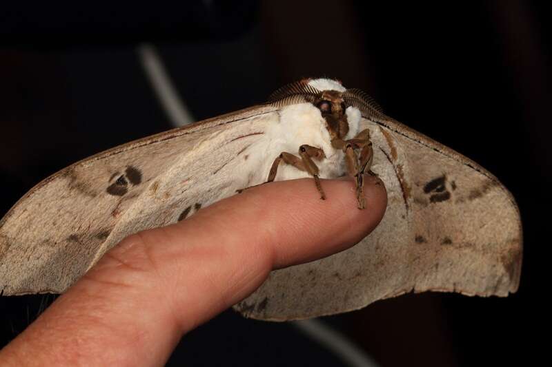 Plancia ëd Pseudobunaea natalensis (Aurivillius 1893)