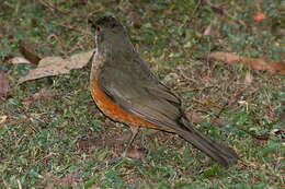 Image of Rufous-bellied Thrush