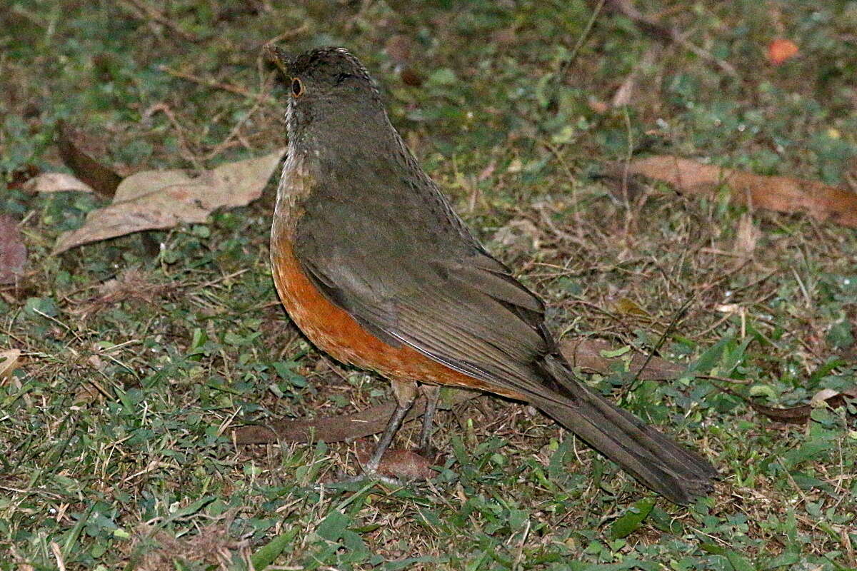 Image of Rufous-bellied Thrush