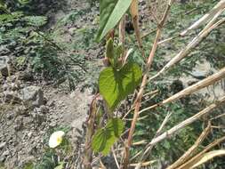 Ipomoea ochracea (Lindl.) G. Don的圖片