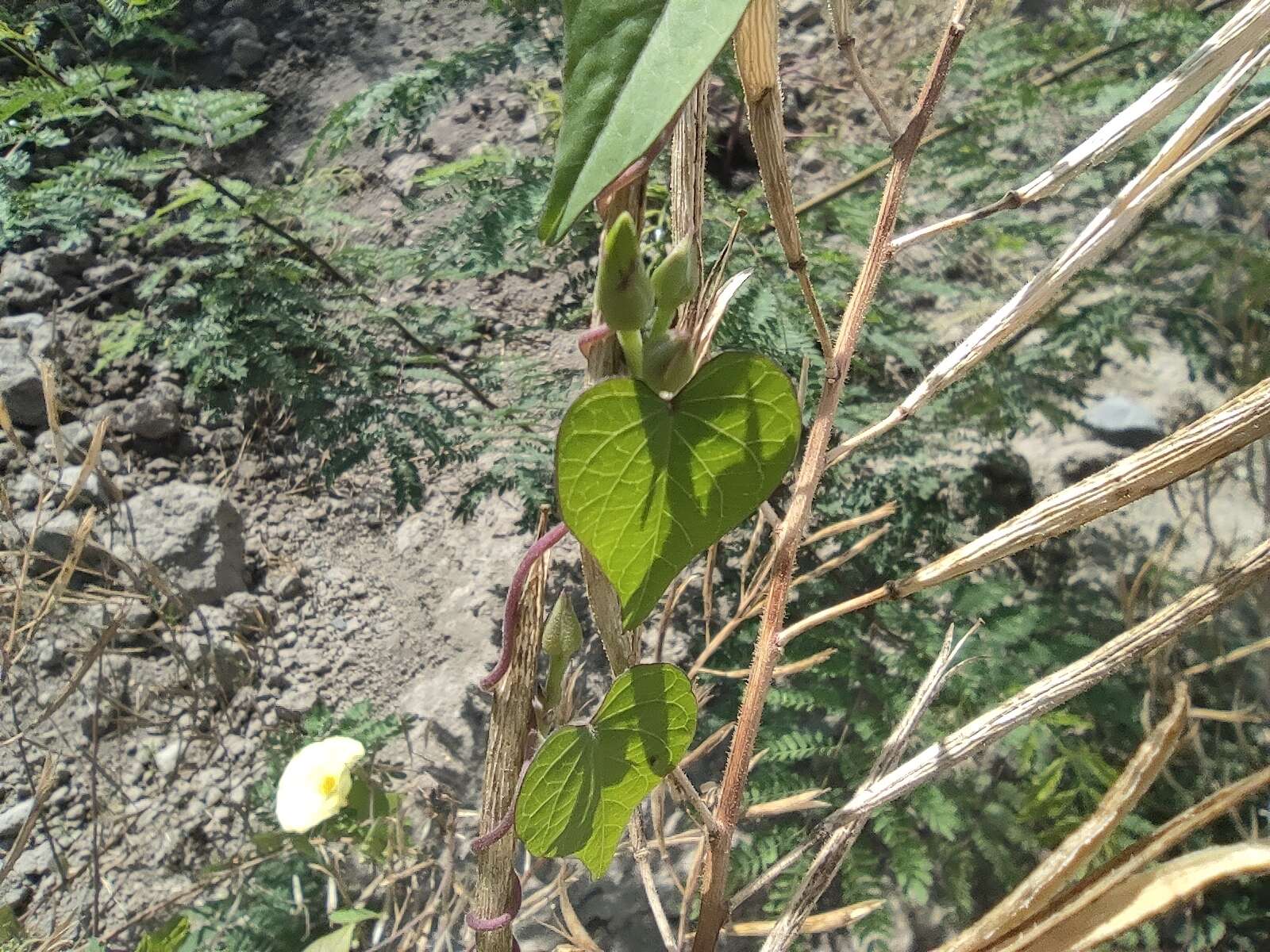 صورة Ipomoea ochracea (Lindl.) G. Don