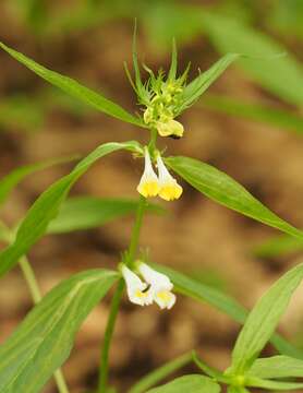 Image of common cow-wheat