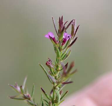 Image of Muraltia stipulacea (L.) Burch. ex DC.