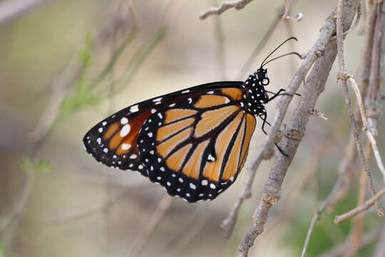 Sivun Danaus (Anosia) gilippus subsp. cleothera Godart 1819 kuva