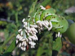 Image of Cotesia congregata bracovirus